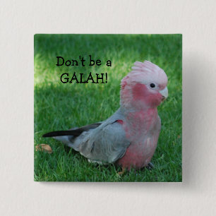 Lustiger rosa Cockatoo sind nicht ein Galah Button