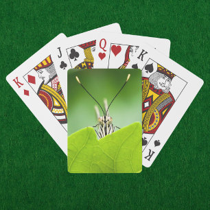 Lustiger Schmetterling schaut hinter einem Blatt h Spielkarten