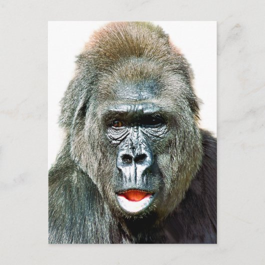LUSTIGER SÜßER GORILLA POSTKARTE (Vorderseite)