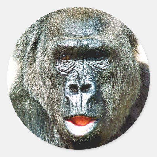 LUSTIGER SÜßER GORILLA RUNDER AUFKLEBER (Vorderseite)