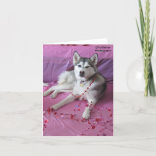 Lustiger, süßer Siberian Husky Valentinstag Karte