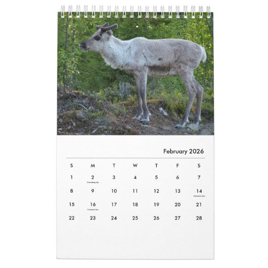 Lustiger u. Tiergewohnheitskalender Kalender (Feb 2026)