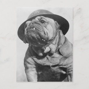 Lustiger Vintage-Hund mit militärischem Helm Postkarte