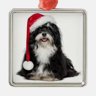 Lustiger WeihnachtenHavanese Hund mit Silbernes Ornament