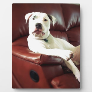 lustiger weißer Pitbull-Hund auf dem Sofa Fotoplatte
