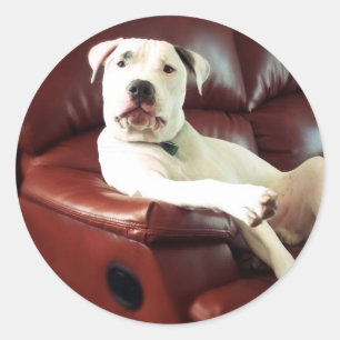 lustiger weißer Pitbull-Hund auf dem Sofa Runder Aufkleber