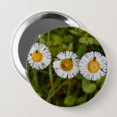 Lustiges Foto von Gänseblümchen mit Käferaugen Button (Vorne & Hinten)