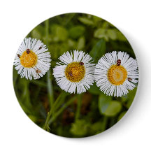 Lustiges Foto von Gänseblümchen mit Käferaugen