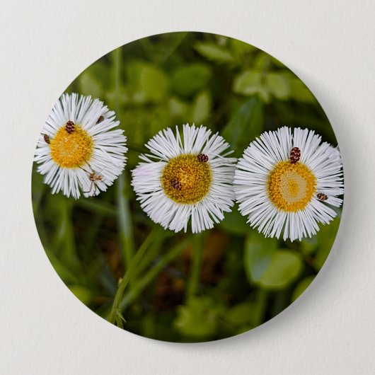 Lustiges Foto von Gänseblümchen mit Käferaugen Button (Vorderseite)
