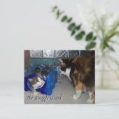 Lustiges Foto von zwei Katzen "ein echter Kampf" Postkarte (Stehend Vorderseite)