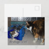 Lustiges Foto von zwei Katzen "ein echter Kampf" Postkarte (Vorne/Hinten)