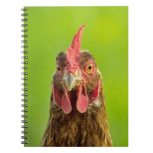 Lustiges Huhn-Porträt - Notizbuch Notizblock (Vorderseite)