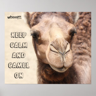 Lustig Kamel Kunst & Poster Zazzle.de