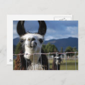 Lustiges lächelndes Lama in Südoregon Postkarte (Vorne/Hinten)