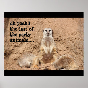lustiges meerkat poster, Party Animal! Poster