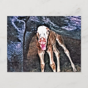 Lustiges neugeborenes Fohlen Postkarte