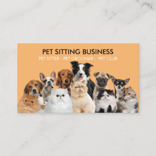 Lustiges Orange-Foto Haustiere Hunde Katzen Visitenkarte