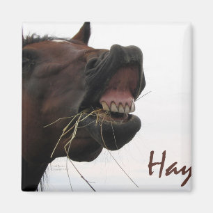Lustiges Pferd: Heu! Magnet