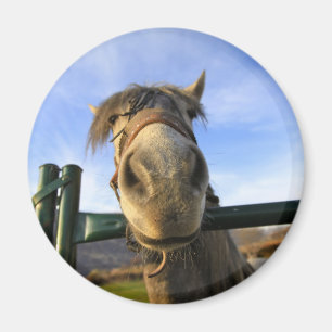 Lustiges Pferd Magnet