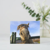 Lustiges Pferd Postkarte (Stehend Vorderseite)