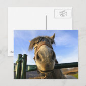 Lustiges Pferd Postkarte (Vorne/Hinten)