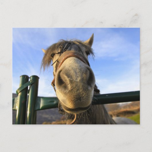 Lustiges Pferd Postkarte (Vorderseite)