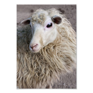 Lustiges Schaf Fotodruck