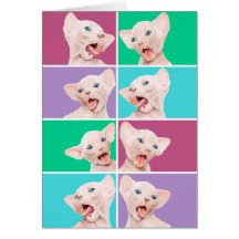 Lustiges sphynx Kätzchen