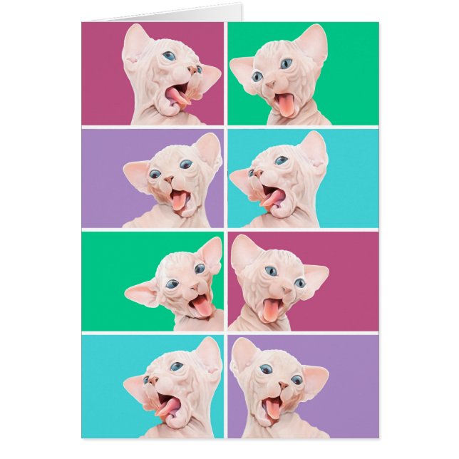 Lustiges sphynx Kätzchen (Vorne)