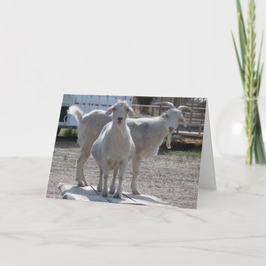 Lustiges Ziegen-Jahrestags-Glückwunsch-Kompliment Karte (Vorderseite)