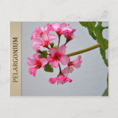 Lustra Pelargonium Postcard Postkarte (Vorderseite)