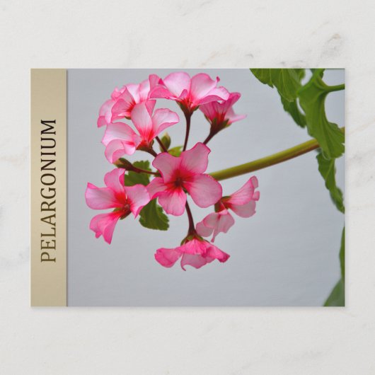 Lustra Pelargonium Postcard Postkarte (Vorderseite)