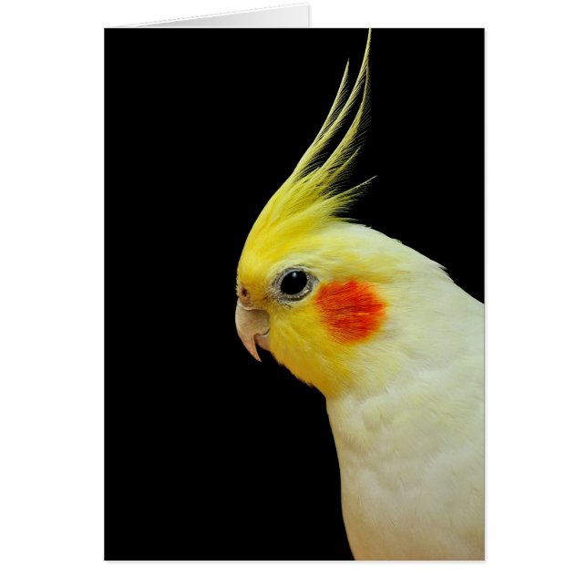 Lutino Cockatiel (Vorne)