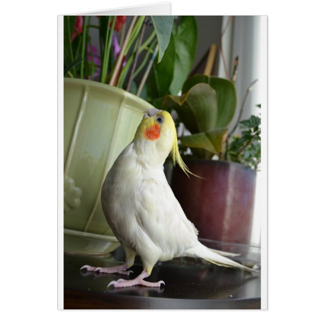 Lutino Cockatiel (Vorne)