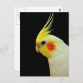 Lutino Cockatiel Postkarte (Vorne/Hinten)