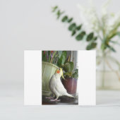 Lutino Cockatiel Postkarte (Stehend Vorderseite)