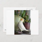 Lutino Cockatiel Postkarte (Vorne/Hinten)