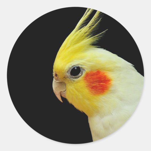 Lutino Cockatiel Runder Aufkleber (Vorderseite)