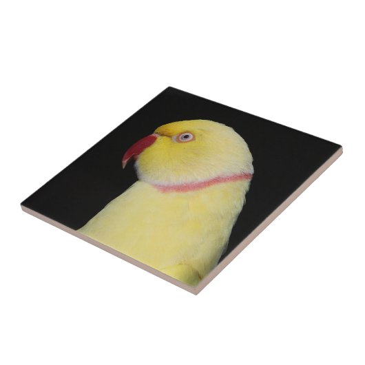 Lutino Inder Ringneck Parakeet-Pose Fliese (Seite)