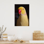 Lutino Indian Ringneck Parakeet Beak Poster (Küche)