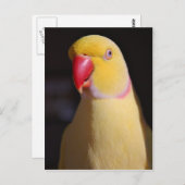 Lutino Indian Ringneck Parakeet Beak Postkarte (Vorne/Hinten)