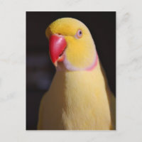 Lutino Indian Ringneck Parakeet Beak