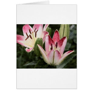 Lutscher-asiatische Lilien-Blumen und Knospen