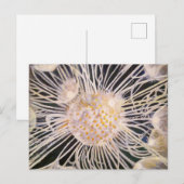 Lux ex Tenebris Postkarte (Vorne/Hinten)