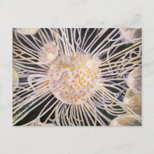 Lux ex Tenebris Postkarte