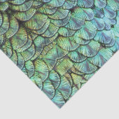 Luxuriöse Elegante Aquamarine Pfauenbackfedern Seidenpapier (Ausschnitt)