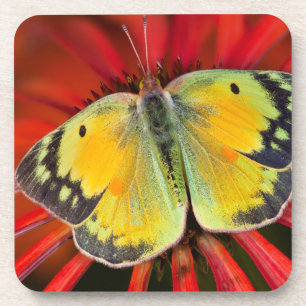 Luzerne-Schmetterling auf Kegelblume Getränkeuntersetzer
