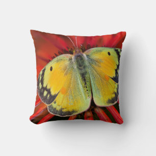 Luzerne-Schmetterling auf Kegelblume Kissen