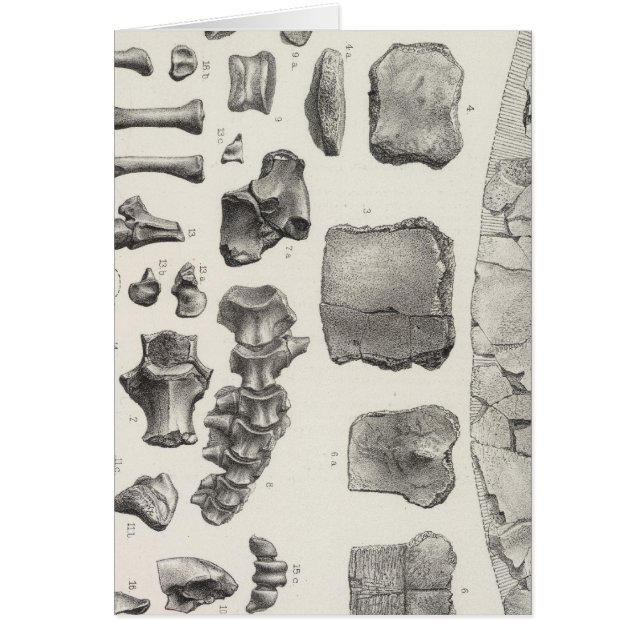 LXVII Testudo, Vultur (Vorne)