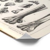 LXVII Testudo, Vultur Poster (Ecke)